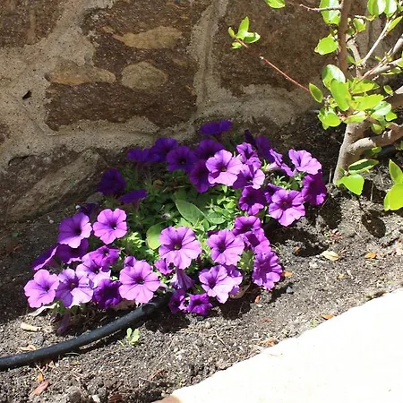 Ξενοδοχείο Domus